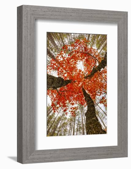 Skyward View of Maple Tree in Pine Forest, Upper Peninsula of Michigan-Adam Jones-Framed Photographic Print