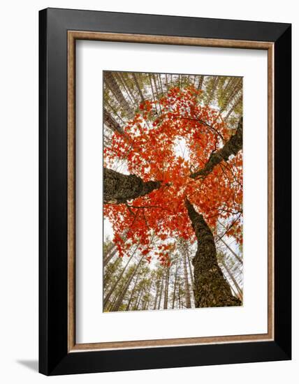 Skyward View of Maple Tree in Pine Forest, Upper Peninsula of Michigan-Adam Jones-Framed Photographic Print