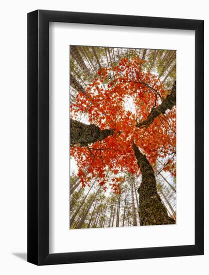 Skyward View of Maple Tree in Pine Forest, Upper Peninsula of Michigan-Adam Jones-Framed Photographic Print