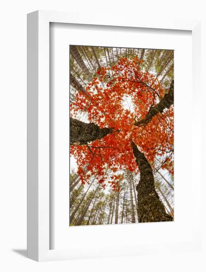 Skyward View of Maple Tree in Pine Forest, Upper Peninsula of Michigan-Adam Jones-Framed Photographic Print