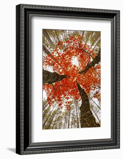 Skyward View of Maple Tree in Pine Forest, Upper Peninsula of Michigan-Adam Jones-Framed Photographic Print