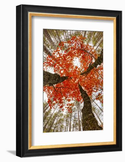 Skyward View of Maple Tree in Pine Forest, Upper Peninsula of Michigan-Adam Jones-Framed Photographic Print