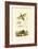 Slant-Faced Grasshopper, 1833-39-null-Framed Giclee Print