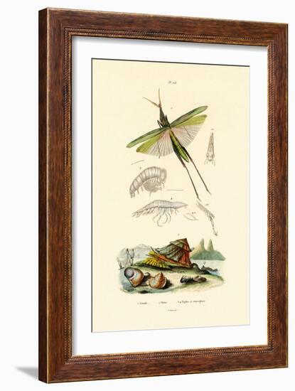 Slant-Faced Grasshopper, 1833-39-null-Framed Giclee Print