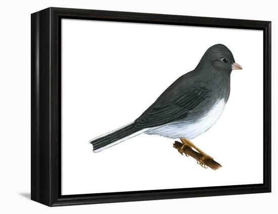 Slate-Colored Junco (Junco Hyemalis), Birds-Encyclopaedia Britannica-Framed Stretched Canvas