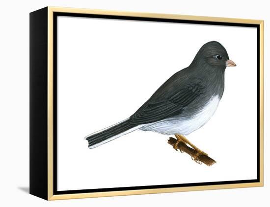 Slate-Colored Junco (Junco Hyemalis), Birds-Encyclopaedia Britannica-Framed Stretched Canvas