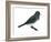 Slate-Colored Junco (Junco Hyemalis), Birds-Encyclopaedia Britannica-Framed Art Print