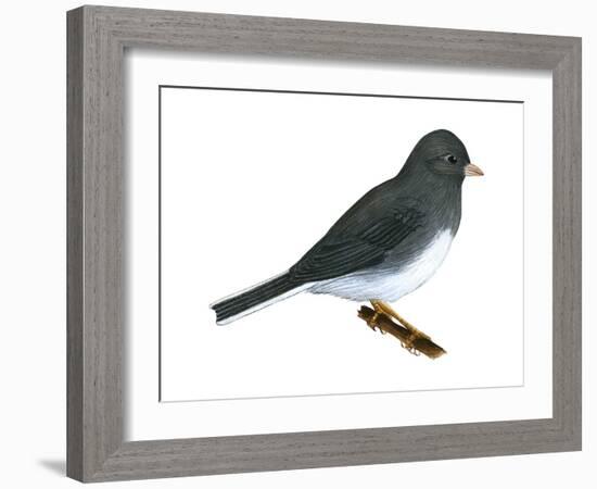 Slate-Colored Junco (Junco Hyemalis), Birds-Encyclopaedia Britannica-Framed Art Print