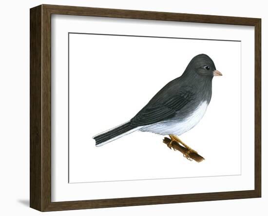 Slate-Colored Junco (Junco Hyemalis), Birds-Encyclopaedia Britannica-Framed Art Print