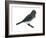 Slate-Colored Junco (Junco Hyemalis), Birds-Encyclopaedia Britannica-Framed Art Print