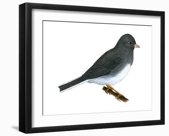 Slate-Colored Junco (Junco Hyemalis), Birds-Encyclopaedia Britannica-Framed Art Print