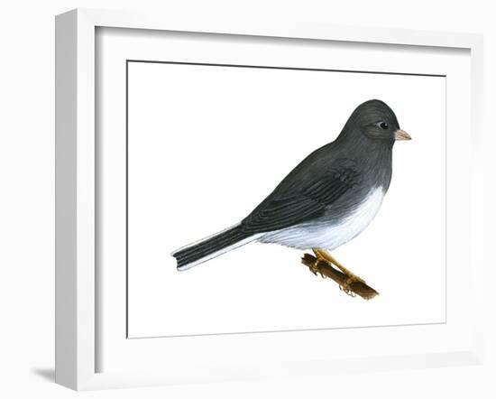 Slate-Colored Junco (Junco Hyemalis), Birds-Encyclopaedia Britannica-Framed Art Print