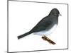 Slate-Colored Junco (Junco Hyemalis), Birds-Encyclopaedia Britannica-Mounted Art Print