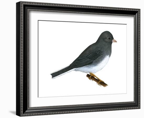 Slate-Colored Junco (Junco Hyemalis), Birds-Encyclopaedia Britannica-Framed Art Print