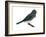Slate-Colored Junco (Junco Hyemalis), Birds-Encyclopaedia Britannica-Framed Art Print