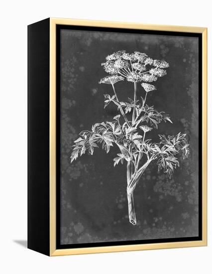 Slate Floral II-Ethan Harper-Framed Stretched Canvas