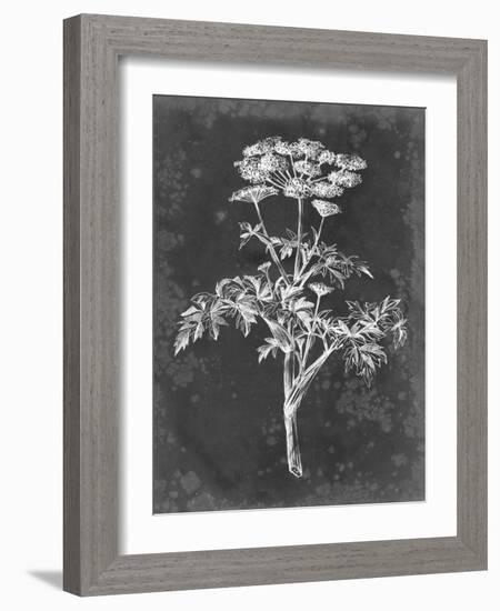 Slate Floral II-Ethan Harper-Framed Art Print