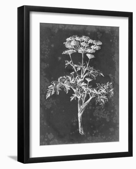Slate Floral II-Ethan Harper-Framed Art Print