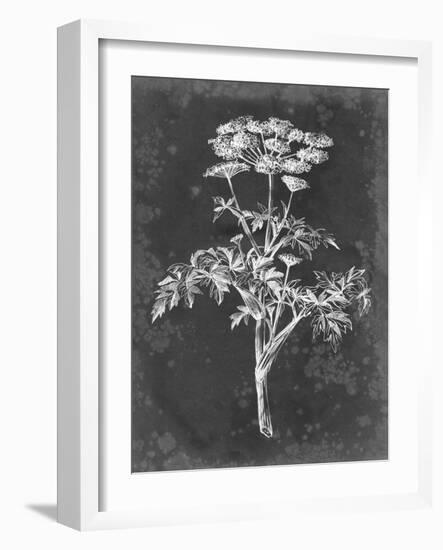 Slate Floral II-Ethan Harper-Framed Art Print