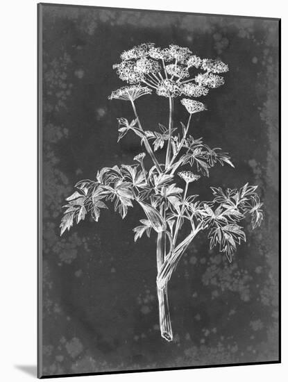 Slate Floral II-Ethan Harper-Mounted Art Print