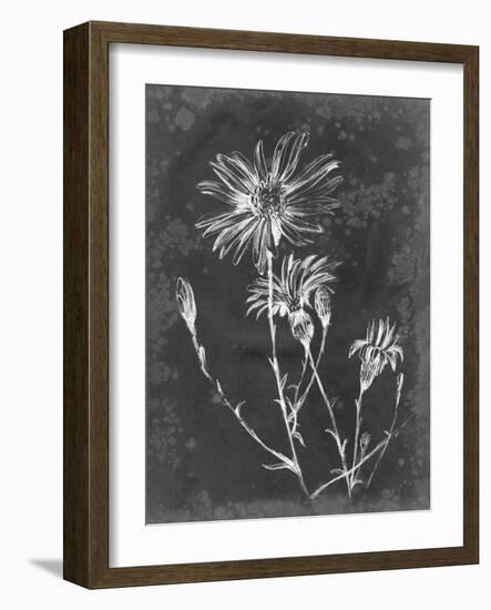 Slate Floral III-Ethan Harper-Framed Art Print