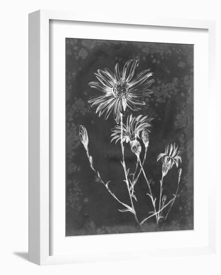 Slate Floral III-Ethan Harper-Framed Art Print