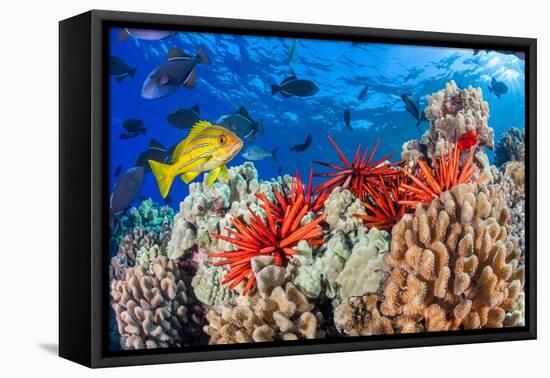 Slate pencil sea urchin on a reef, Maui, Hawaii, Pacific Ocean-David Fleetham-Framed Premier Image Canvas