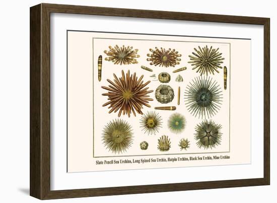 Slate Pencil Sea Urchins, Long Spined Sea Urchin, Hatpin Urchins, Black Sea Urchin, Mine Urchins-Albertus Seba-Framed Premium Giclee Print