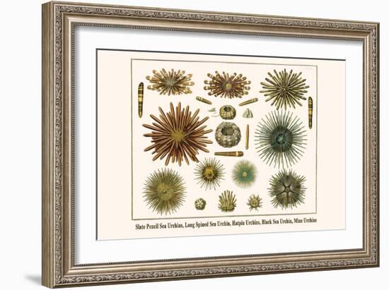 Slate Pencil Sea Urchins, Long Spined Sea Urchin, Hatpin Urchins, Black Sea Urchin, Mine Urchins-Albertus Seba-Framed Art Print