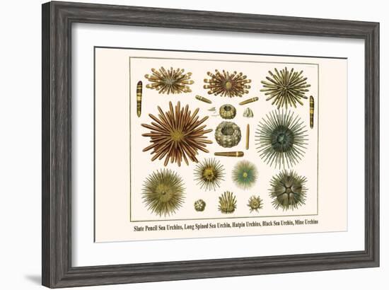 Slate Pencil Sea Urchins, Long Spined Sea Urchin, Hatpin Urchins, Black Sea Urchin, Mine Urchins-Albertus Seba-Framed Art Print