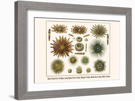 Slate Pencil Sea Urchins, Long Spined Sea Urchin, Hatpin Urchins, Black Sea Urchin, Mine Urchins-Albertus Seba-Framed Art Print