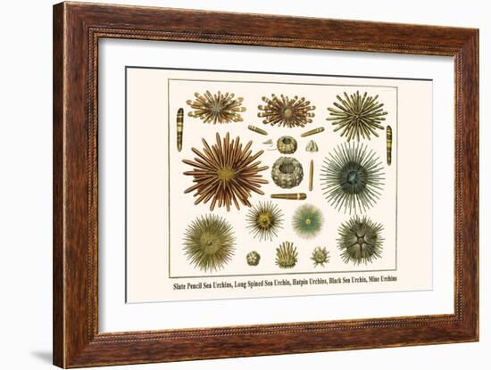 Slate Pencil Sea Urchins, Long Spined Sea Urchin, Hatpin Urchins, Black Sea Urchin, Mine Urchins-Albertus Seba-Framed Art Print