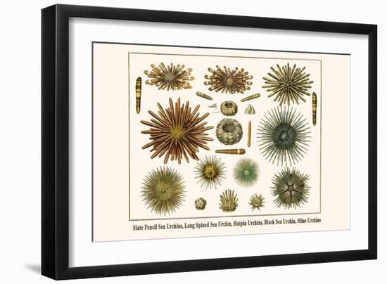 Slate Pencil Sea Urchins, Long Spined Sea Urchin, Hatpin Urchins, Black Sea Urchin, Mine Urchins-Albertus Seba-Framed Art Print