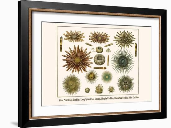 Slate Pencil Sea Urchins, Long Spined Sea Urchin, Hatpin Urchins, Black Sea Urchin, Mine Urchins-Albertus Seba-Framed Art Print