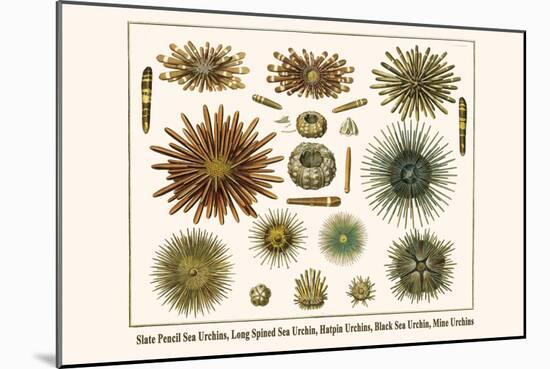 Slate Pencil Sea Urchins, Long Spined Sea Urchin, Hatpin Urchins, Black Sea Urchin, Mine Urchins-Albertus Seba-Mounted Art Print