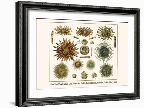 Slate Pencil Sea Urchins, Long Spined Sea Urchin, Hatpin Urchins, Black Sea Urchin, Mine Urchins-Albertus Seba-Framed Art Print