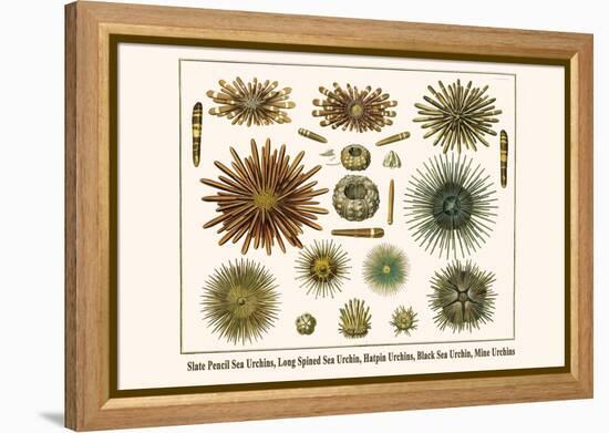 Slate Pencil Sea Urchins, Long Spined Sea Urchin, Hatpin Urchins, Black Sea Urchin, Mine Urchins-Albertus Seba-Framed Stretched Canvas