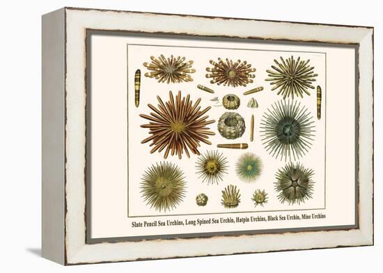 Slate Pencil Sea Urchins, Long Spined Sea Urchin, Hatpin Urchins, Black Sea Urchin, Mine Urchins-Albertus Seba-Framed Stretched Canvas