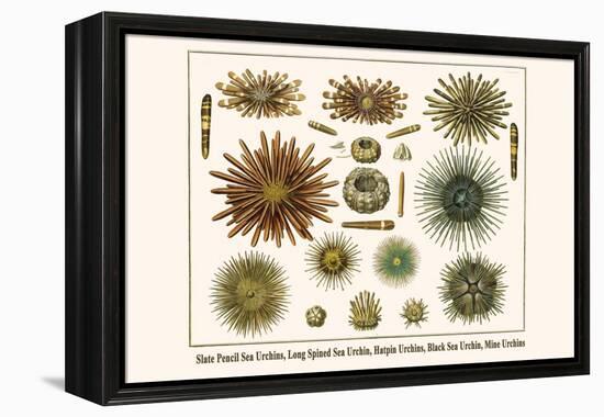 Slate Pencil Sea Urchins, Long Spined Sea Urchin, Hatpin Urchins, Black Sea Urchin, Mine Urchins-Albertus Seba-Framed Stretched Canvas