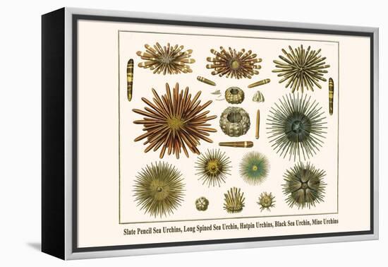 Slate Pencil Sea Urchins, Long Spined Sea Urchin, Hatpin Urchins, Black Sea Urchin, Mine Urchins-Albertus Seba-Framed Stretched Canvas