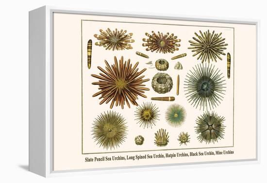 Slate Pencil Sea Urchins, Long Spined Sea Urchin, Hatpin Urchins, Black Sea Urchin, Mine Urchins-Albertus Seba-Framed Stretched Canvas