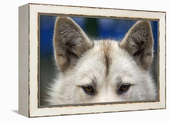 Sled Dog in Greenland-Paul Souders-Framed Premier Image Canvas