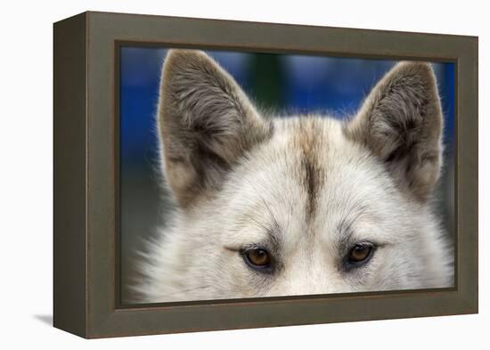 Sled Dog in Greenland-Paul Souders-Framed Premier Image Canvas