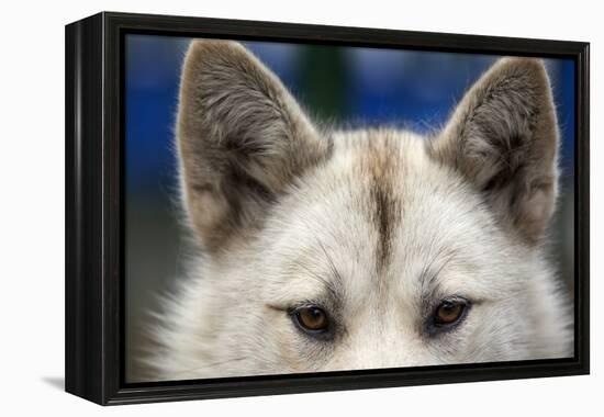 Sled Dog in Greenland-Paul Souders-Framed Premier Image Canvas