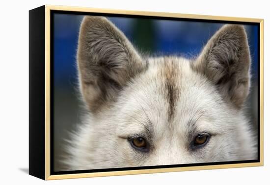 Sled Dog in Greenland-Paul Souders-Framed Premier Image Canvas