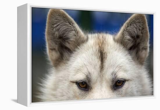 Sled Dog in Greenland-Paul Souders-Framed Premier Image Canvas