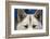 Sled Dog in Greenland-Paul Souders-Framed Photographic Print