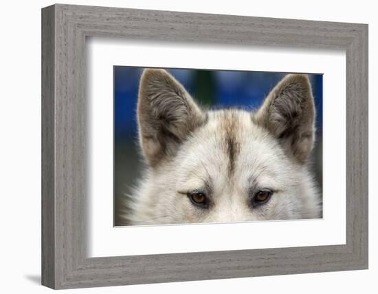 Sled Dog in Greenland-Paul Souders-Framed Photographic Print