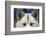 Sled Dog in Greenland-Paul Souders-Framed Photographic Print