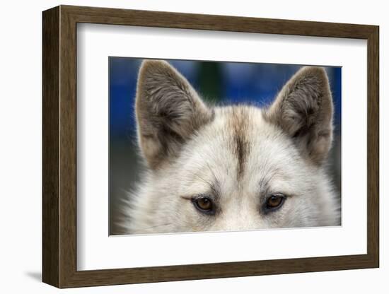 Sled Dog in Greenland-Paul Souders-Framed Photographic Print